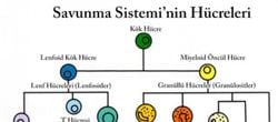 Savunma Sistemi Hücrelerinin Evrimi