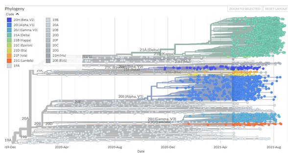 Burada ise virüsün filogeni yani evrimsel soy ağacını görüyorsunuz.