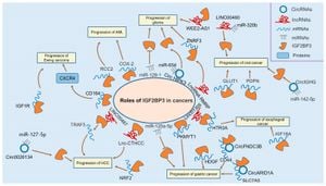 ZCCHC4's Role Highlighted In Esophageal Cancer Chemoresistance