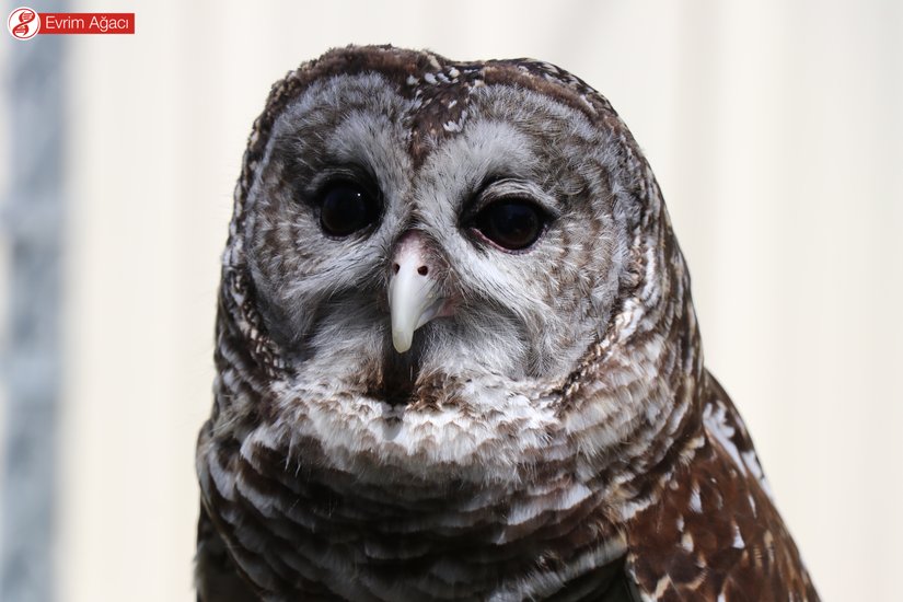 Çizgili baykuş (Strix varia) erişkin birey.