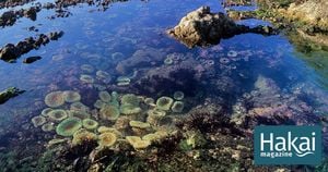 How Climate Variability Affects Intertidal Biofilm Communities