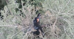 Fire Threatens Oregon’s Historic Doerner Fir Tree