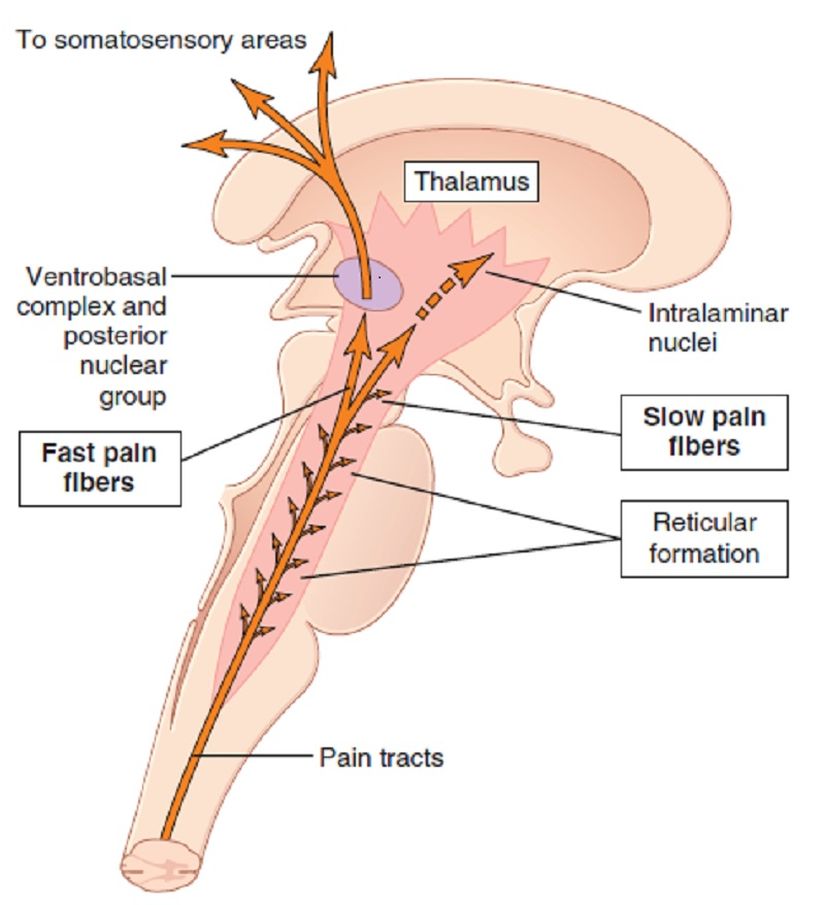 Ağrı sinyallerinin beyin sapı, talamus ve serebral kortekse hızlı ve yavaş ağrı yolakları ile iletilmesi