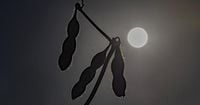 U.S. soybean farmers pay price of trade war with China