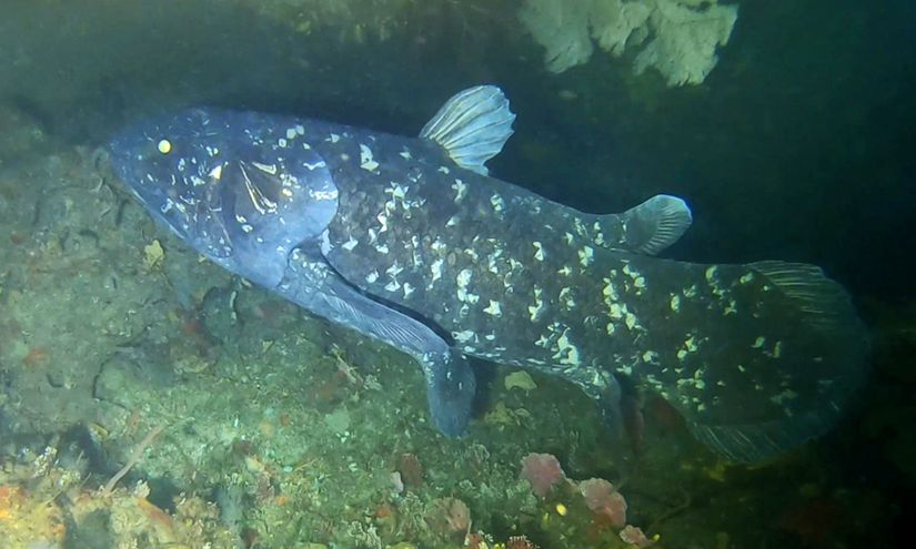 Canlı Bir Coelacanth