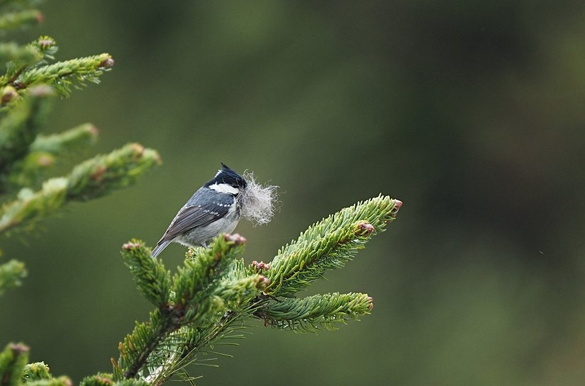 Yuva malzemesi taşıyan birey