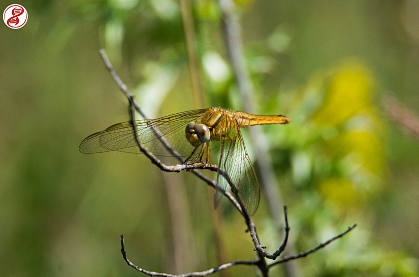 Yarı erişkin birey, Filyos/Zongluldak.