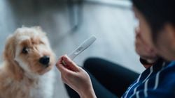 Köpek Gebeliği Sendromu Nedir?