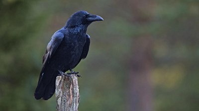 Geri Türleşme ve Evrimsel Konsodilasyon: Birbirinden 2 Milyon Yıl Önce Ayrılmış İki Kuzgun Türü, Birleşerek Tek Bir Türe Evrimleşiyor!