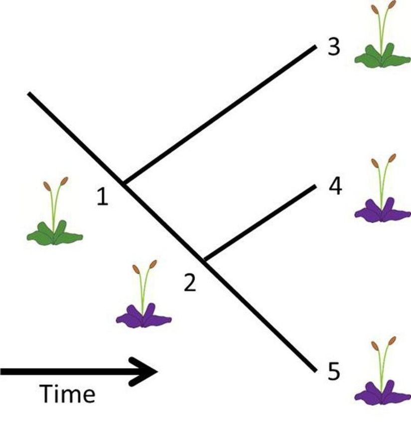 Yaşam öyküsü özelliklerinde filogenetik işaretler. Bir türe ait bir özelliğin evrimi, o türün soyundan gelen bütün türlere o özelliğin aktarılmasına neden olur ve böylece her bir türün evrimi sürecine potansiyel bir kısıtlama getirir. Böyle bir özelliğin daha da evrimleşmesi önlenemez ancak özelliklerin türden türe kalıtsal olarak geçebilirliği, daha uzak olan akraba türlere kıyasla daha yakın akraba olan türlerde söz konusu özelliklerin daha benzer değerler taşımasına neden olur. Burada 3, 4 ve 5. türlerin ortak atası 1. türdür ve bütün türlerin yaprakları vardır. 1. türün soyundan gelen 2. türün geçirdiği evrim sonunda yaprakları mor rengini almıştır, daha sonra bu renk 4 ve 5. türlere aktarılmıştır.