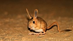 Araptavşanı (Allactaga williamsi)