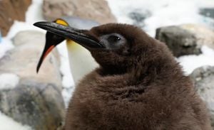 Pesto The Penguin Takes The Internet By Storm