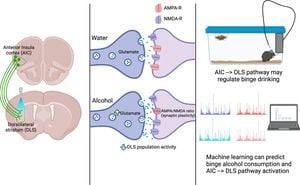 Study Reveals How Neural Mechanisms Regulate Female Binge Drinking