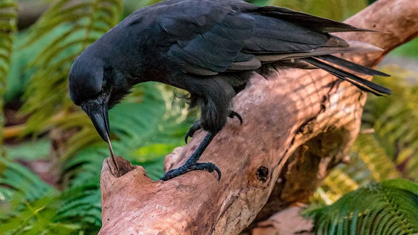 Hawaii kargaları fotoğrafta görüldüğü gibi çubukları alet olarak kullanabiliyor, kargalarla yakın akraba olan Cyanocorax yncas türü ise çubukları sudaki avlarını tespit edebilmek için kullanmaya başladı