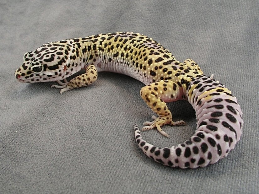 Gecko