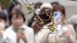 Cherry Blossoms Bloom In Central Tokyo, Signaling Spring