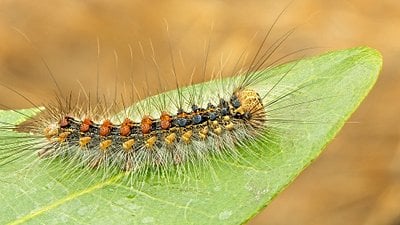 Tırtıların Dışkısı, İklim Değişimine Etki Ediyor Olabilir!