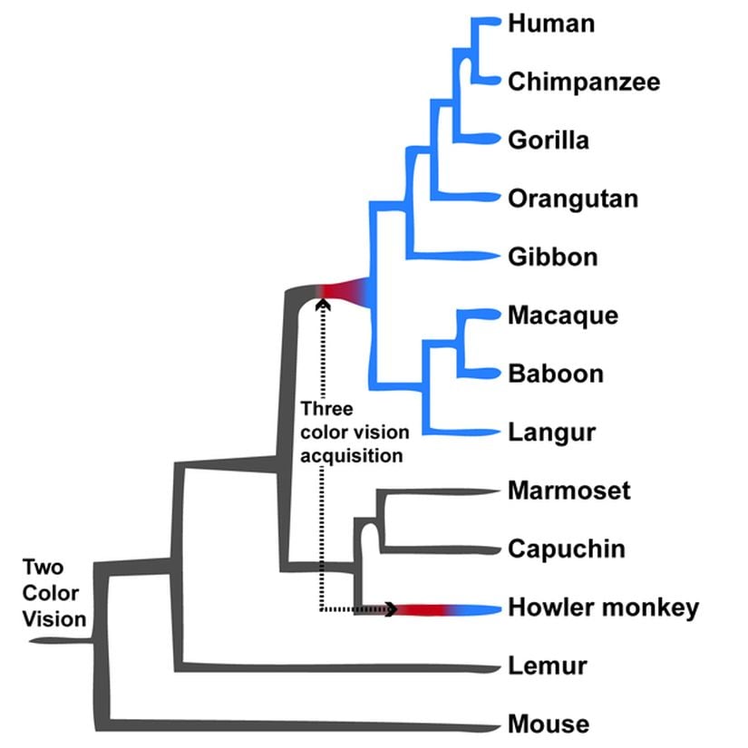 Görsel 5. Ana primat gruplarındaki renk görme türleri. Kuyruksuz maymunlar ve Eski Dünya maymunları üç tip görsel pigmente sahipken nerdeyse tüm erkek Yeni Dünya maymunları ve prosimiyenler iki tip görsel pigmente sahiptir. Uluyan maymunlar bir gen çiftlenmesi olayıyla üçüncü bir görsel pigmenti “yeniden evrimleştiren” sıra dışı Yeni Dünya maymunlarındandır.