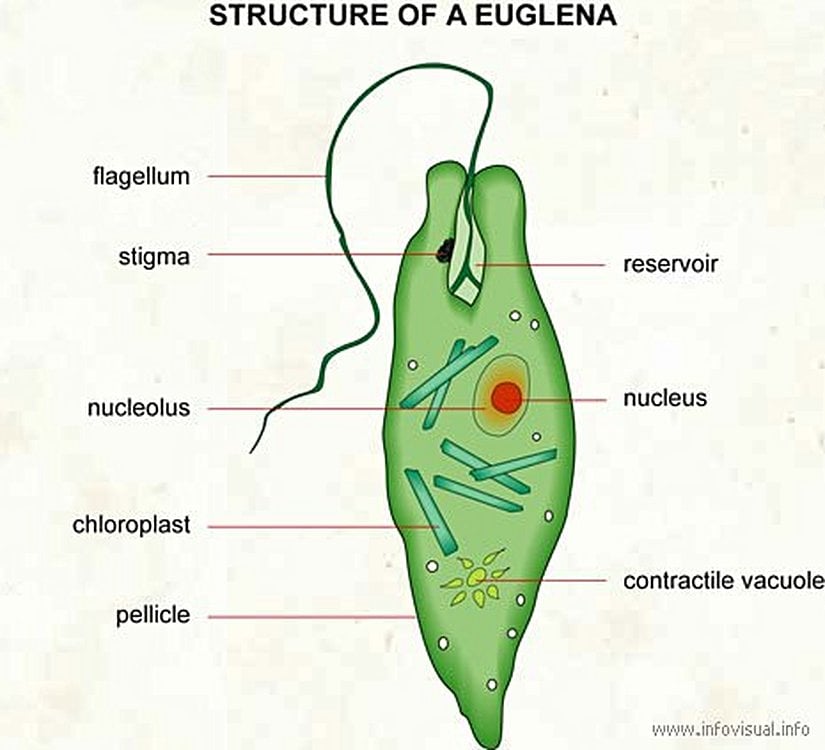 Stigma (Öglena)