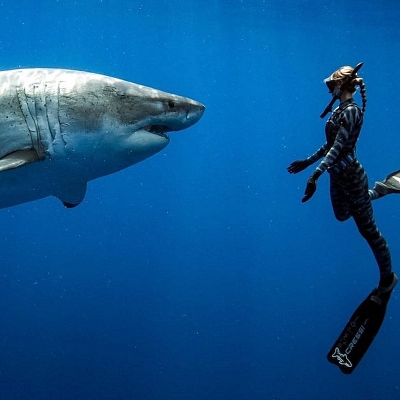 Fotoğrafta Dünya'nın en tehlikeli hayvanı görülmektedir. Bu vahşi ve acımasız tür, her sene milyonlarca ölümün sorumlusudur. Acımasız ve umursamaz yöntemlerle öldüren bu canavara karşı koymak şimdiye kadar mümkün olamamıştır. Türün sadece beslenmek için değil, sırf zevk olsun diye öldürdüğü de bilinmektedir. Üstelik bu vahşi katil, sadece yetişkinleri değil, birçok canlının yavrularını da kanlı bir biçimde öldürmektedir. Onun haricinde fotoğrafta, bu türün hemen yanında sakince yüzen bir büyük beyaz köpek balığı görülmektedir.