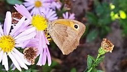 Çayır esmeri (Maniola jurtina)