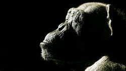 Hayvanların Bilinci Var mı?