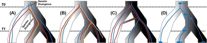 Görsel 2. Gen ve tür ağaçları pek çok farklı sebepten uyuşmazlık gösterebilir. (A) Genler farklı oranlarda evrim geçirebilirler. (B) Gen kaybı ve gen ikilenmesiyle sıklıkla karşılaşılır. (C) Soy hatları ayrıldıktan sonra da gen akışı oluşabilir. (D) Yakın bölgeler arasındaki rekombinasyon, tür filogenilerinin ve gen geçmişlerinin birebir eşleşmemesine sebep olabilir.