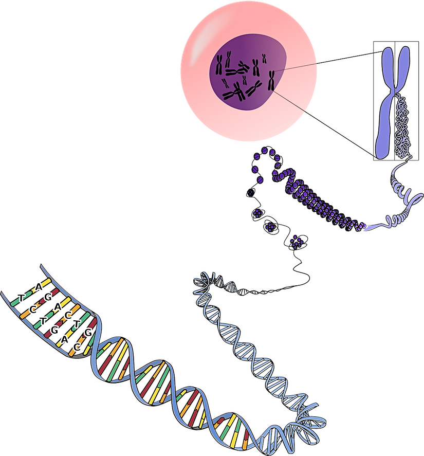 DNA'nın proteinlerce sıkıştırılarak kromozom formatında saklanması