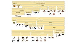 Hayvanların Evrimi (665 Milyon Yıl Önce - Günümüz)