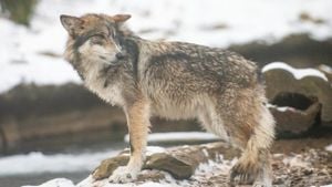 Environmentalists Alarmed Over Mexican Wolf Death