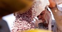 Brazilian farmers beef up soybean production as China halts business with US during trade fight