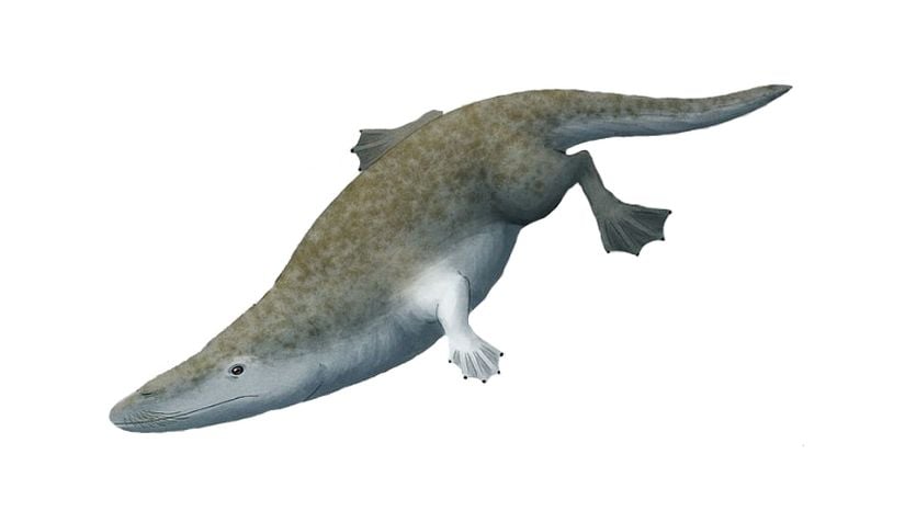 Rodhocetus