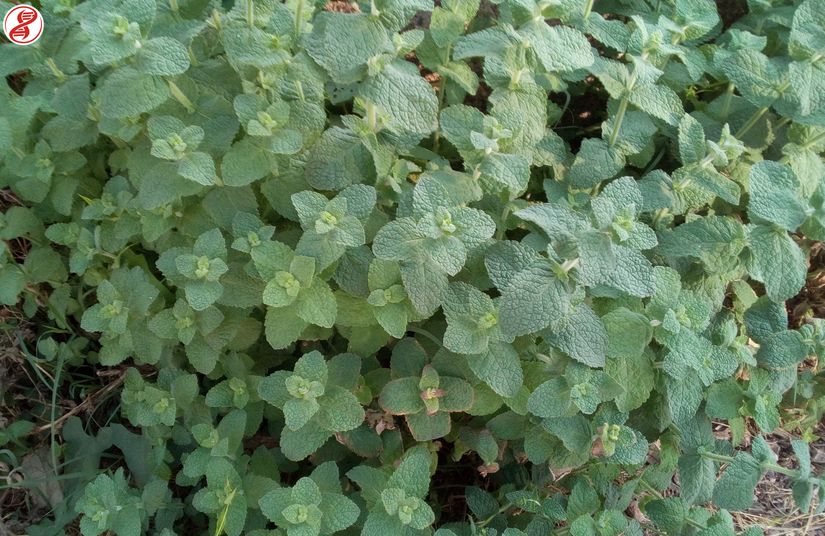 Nane (Mentha) cinsine bağlı Elma nanesi (Mentha suaveolens) popülasyonu, Bursa.