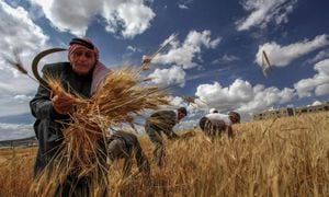 Iraq Struggles With Wheat Harvest Amid Severe Challenges