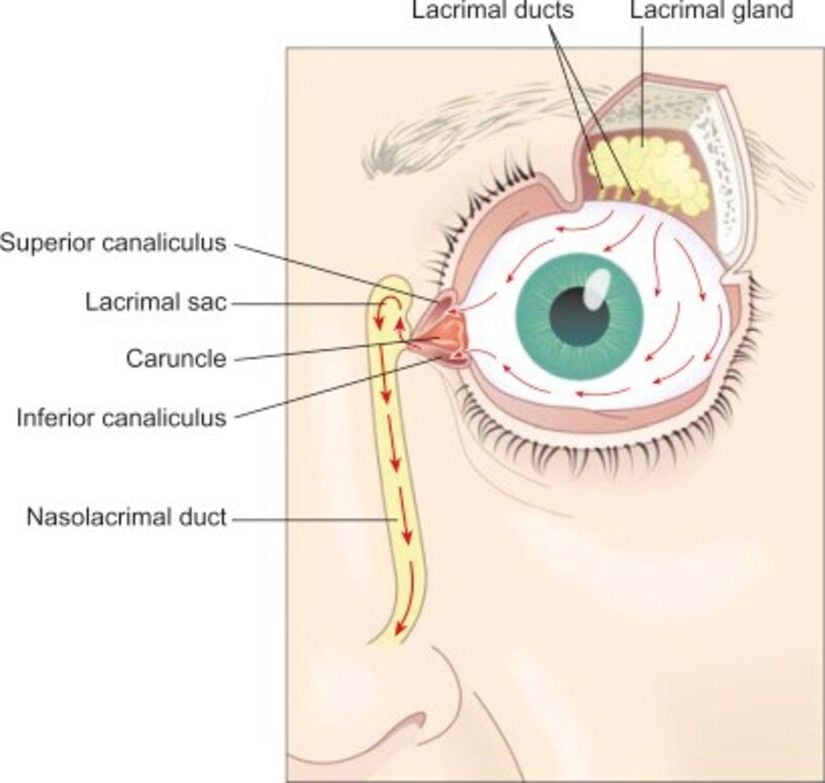 Lakrimal kese, lakrimal kanallar, lakrimal bez