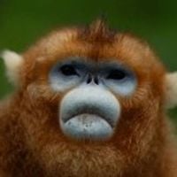 China’s rare golden monkeys debut at European zoos, a possible successor to ‘panda diplomacy’