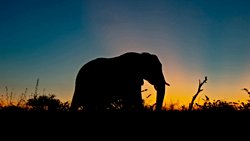 Kaçak Avlanma, Afrika Fillerinin Yıldırım Hızında Evrimleşmesine Neden Oldu!