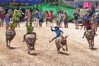 The humble farm animal that has become a prized competitor