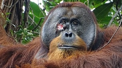 Yüzündeki Yarayı Ağrı Kesici Etkisi Olduğu Bilinen Bir Bitkiyle Tedavi Eden Orangutan Gözlendi!