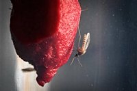 Iceland Records mosquitoes for the first time in history as climate warms across the region