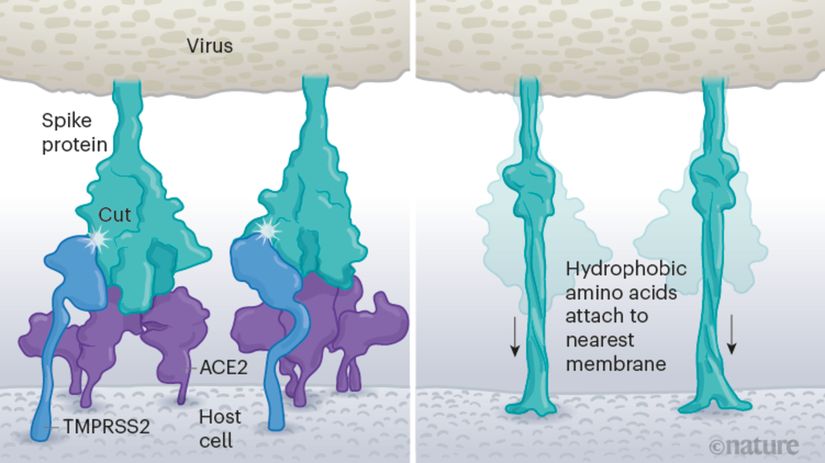 SARS-CoV-2'nin hücreye girişinde spike proteinlerinin görevi.