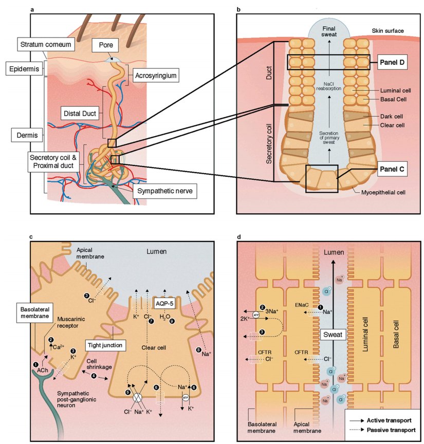 Ter Bezleri Nasıl Çalışır?