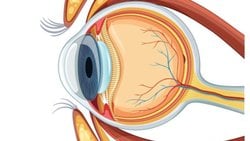 Gözün Kısımları Nelerdir? Görme Olayı Nasıl Gerçekleşir? Göz Hastalıkları Nelerdir? Göz Sağlığımızı Korumak İçin Ne Yapmalıyız?
