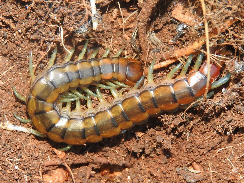 Güney Avrupa Çıyanı (Scolopendra cingulata)