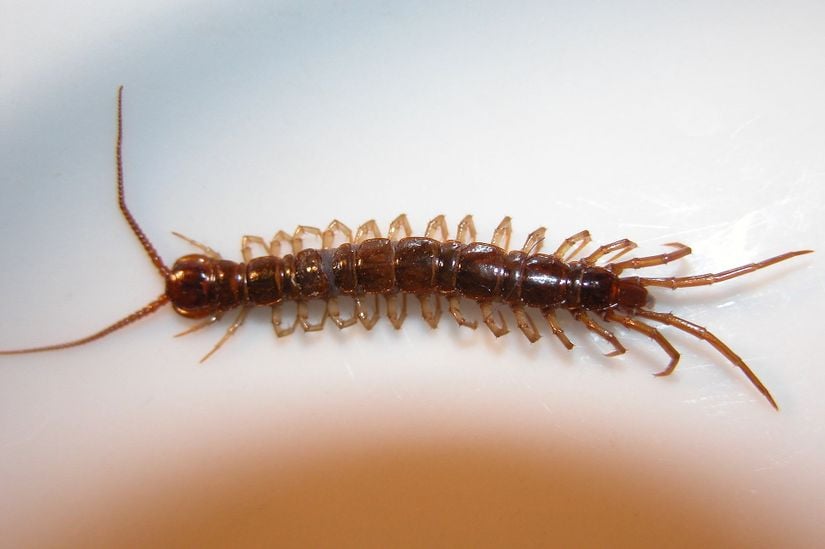 Lithobius forficatus türü bir Eklem Bacaklılar (Arthropoda) üyesi.