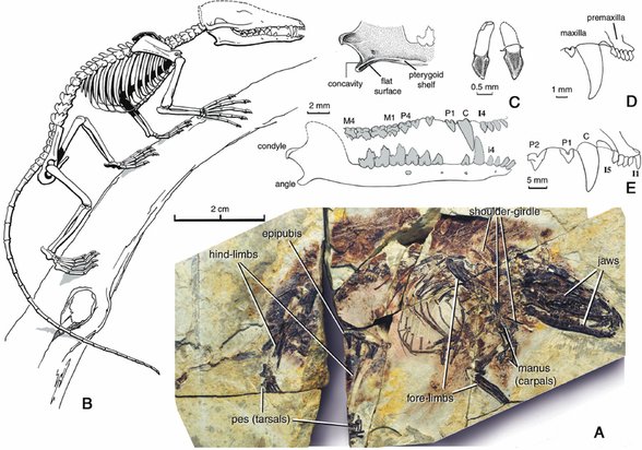 Bilinen en eski Metatheria, 125 milyon yıl önce, Çin