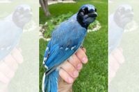 Blue jay meets green jay: A hybrid marvel emerges