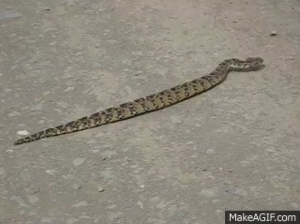 Bu düz ilerlemek için kullanılan ancak ilerlemesi çok yavaş olan bir yöntemdir. Bu yöntemin diğer bir adı da tırtıl hareketidir. Yılan hareket etmek için tüm vücudunu kullanır. Tıpkı bir tırtıl gibi daralan kasları öne doğru gevşeterek ilerlemeyi sağlar.