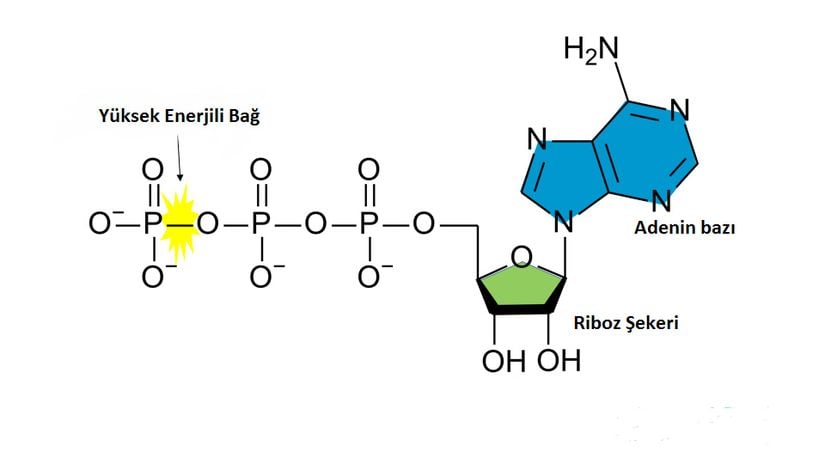 ATP’nin yapısı