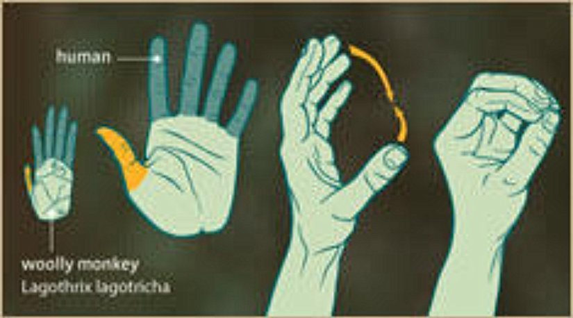 Karşılayan Başparmak (Opposable Thumb)